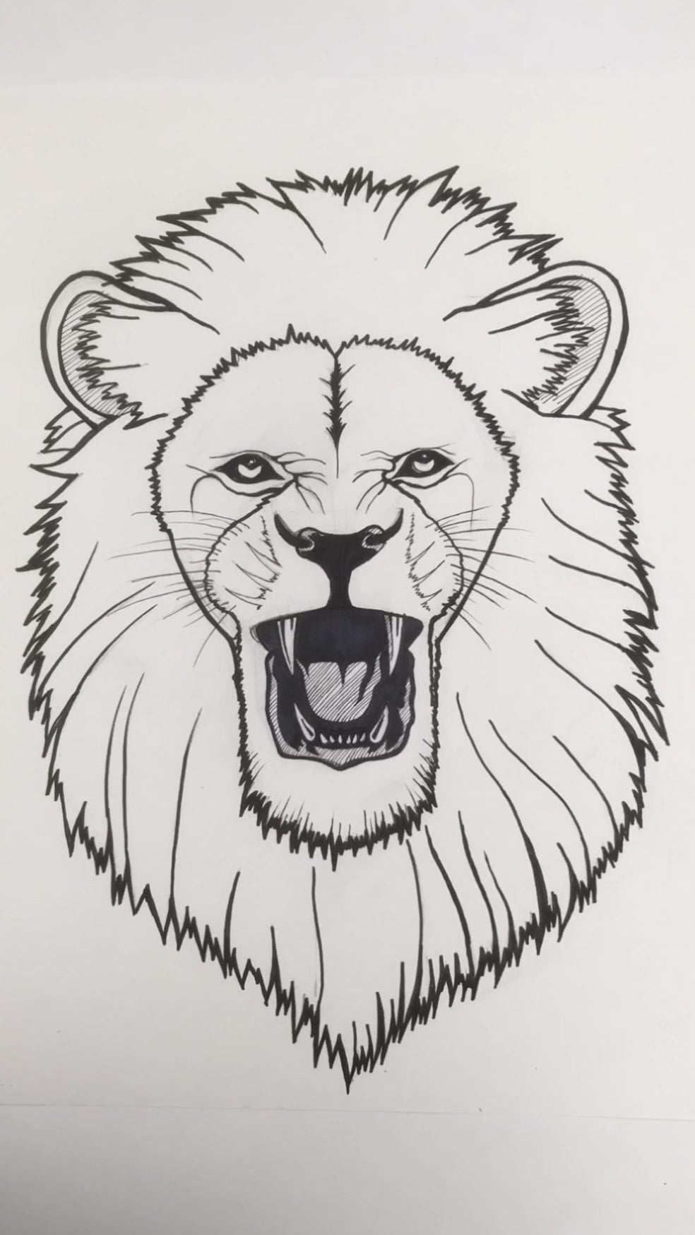 Line drawing of a roaring lion on a white background
